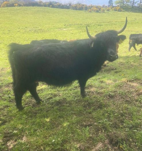 Miniature Highland Cows with calves at foot