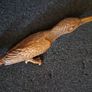 Bronze model of a kingfisher. Image 6