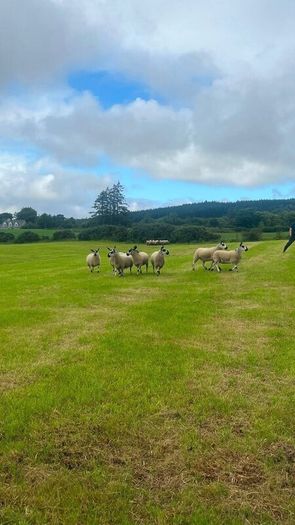 40 Hoggets