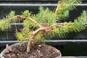 Bonsai