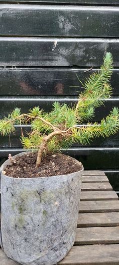 Bonsai
