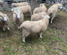 Sheep