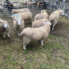 Sheep
