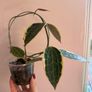 Rare houseplant Hoya Latifolia Albomarginata Image 6