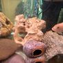fish tank Image 4