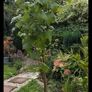 Mature Blackcurrant Plant Image 7