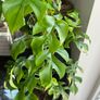 Rhaphidophora Tetrasperma (Mini Monstera) Image 3