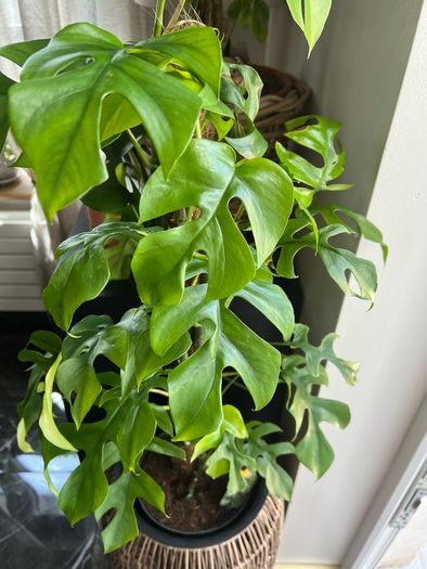 Rhaphidophora Tetrasperma (Mini Monstera)