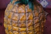 Pineapple Ice Bucket