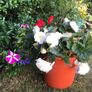 flowers. Planted pot Image 2