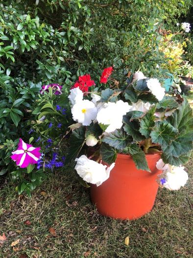 flowers. Planted pot