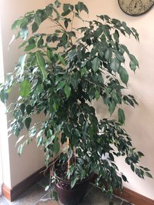 Ficus Benjamina  weeping fig tree over 5 ft