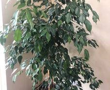 Ficus Benjamina  weeping fig tree over 5 ft