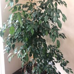 Ficus Benjamina  weeping fig tree over 5 ft