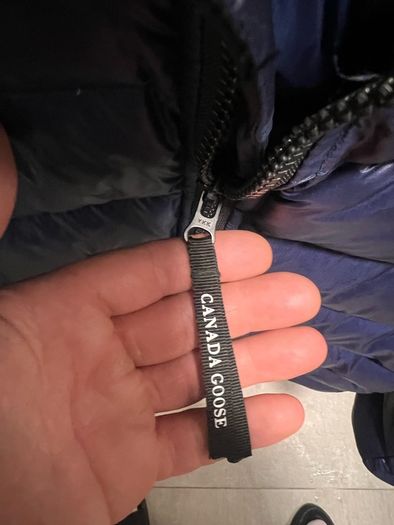 canada goose