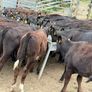 40 Aberdeen Angus Heifers Image 8