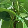 High Ficus rubber Plant Image 6