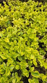 Privet Hedging One Euro