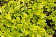 Privet Hedging One Euro