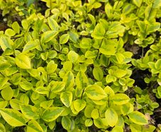 Privet Hedging One Euro