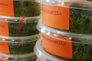 Aquarium Plants In Vitro