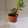 Money Tree Plant Image 3