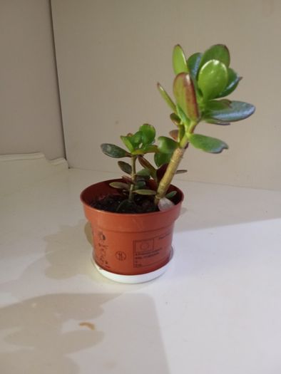 Money Tree Plant
