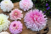Pink Lotus Dhalia