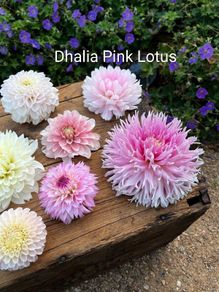 Pink Lotus Dhalia