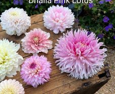Pink Lotus Dhalia
