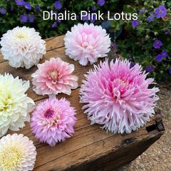 Pink Lotus Dhalia