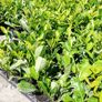 Laurel Hedging Image 4