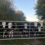 Hereford Heifers Image 7