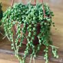 String of pearls in 12cm hanging pot and 20cm in length Image 3