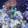 marine fish tank Image 9