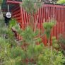 4Pine trees Image 3
