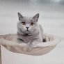 Cat tower Image 2