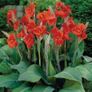 seeds. tropical and subtropical plant seeds Image 3