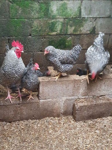 Pullets/hens/roosters/point of lay/