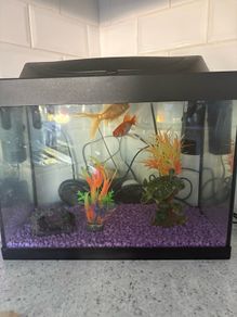 Fish tank with accessories