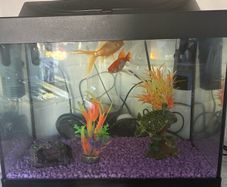 Fish tank with accessories