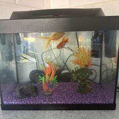 Fish tank with accessories