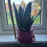 Plant Image 4