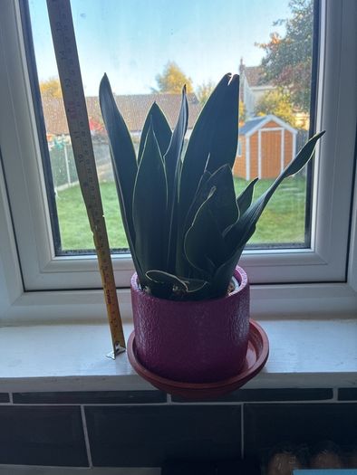 Plant