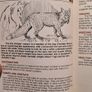 Land Mammals In Ireland. Issued By Forest And Wildlife Service. Leesonane Dublin. Booklet.1986. Image 7