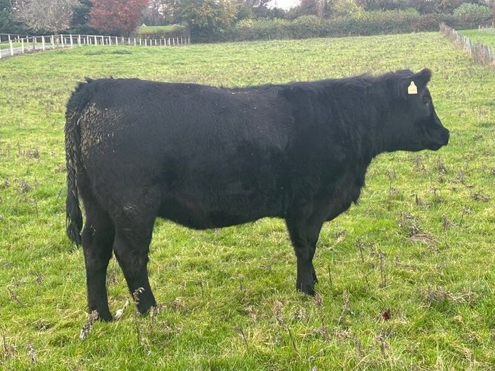 PBR Angus Heifer
