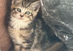 kittens
