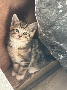 kittens