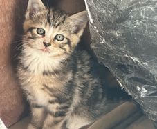 kittens