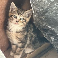kittens
